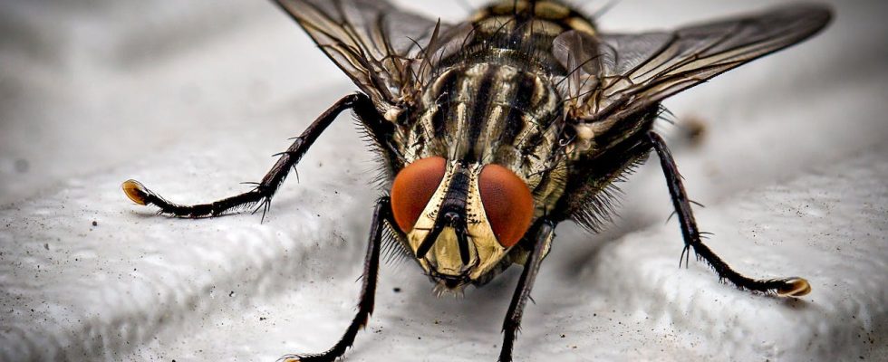 se débarrasser efficacement des moucherons dans la cuisine